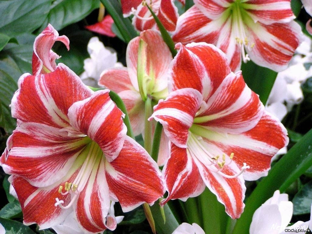 Holiday Amaryllis Program Holland Beauty Flower & Bulb Corporation