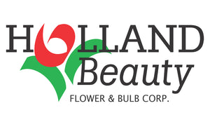 Holland Beauty Flower & Bulb Corporation logo