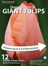 Friend of the Earth Giant Darwin Hybrid Tulips - Unit #14220