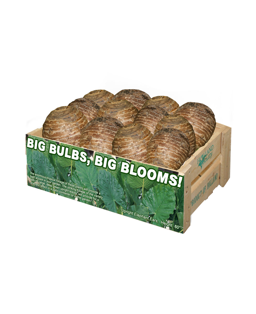 Friend of the Earth Bulk Elephant Ears Unit 15571 Holland Beauty