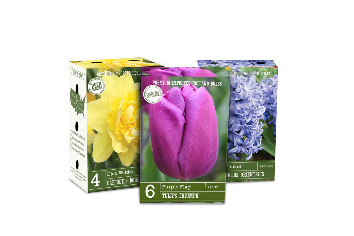 Bulb Fields of Holland Fall Bulb Display in Color Retail Impulse Boxes