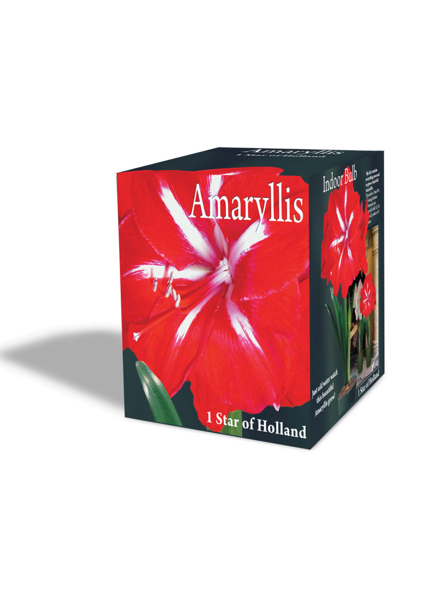 Friend of the Earth Amaryllis/Paperwhite Indoor Growing Kits Unit 2