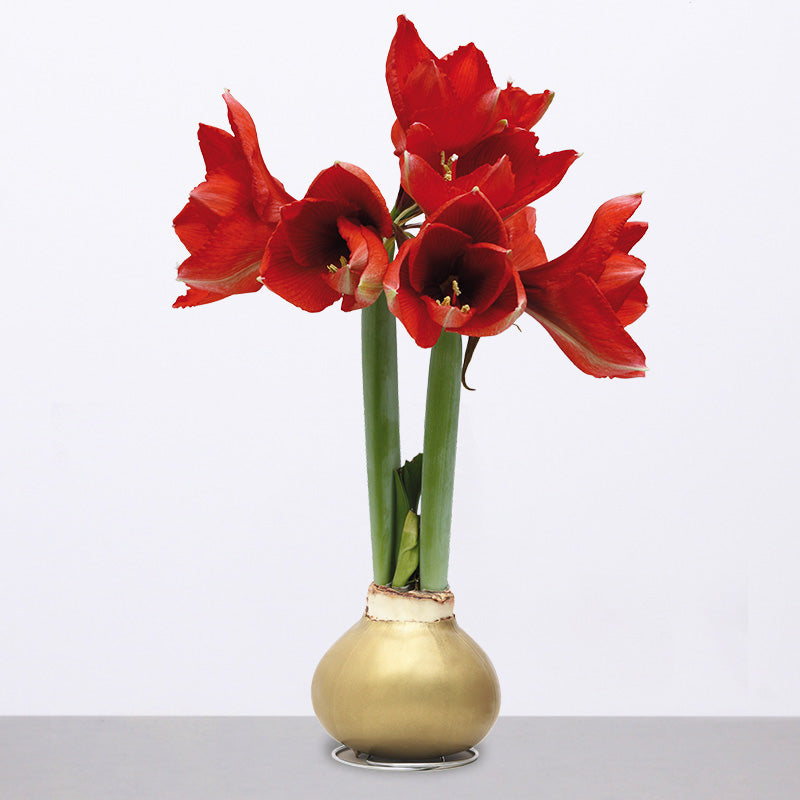 Friend of the Earth Wax Amaryllis Unit 48015 Holland Beauty Flower