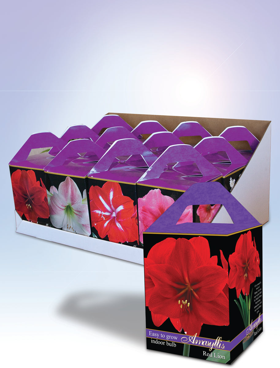 Friend of the Earth Amaryllis/Paperwhite Indoor Growing Kits Unit 2