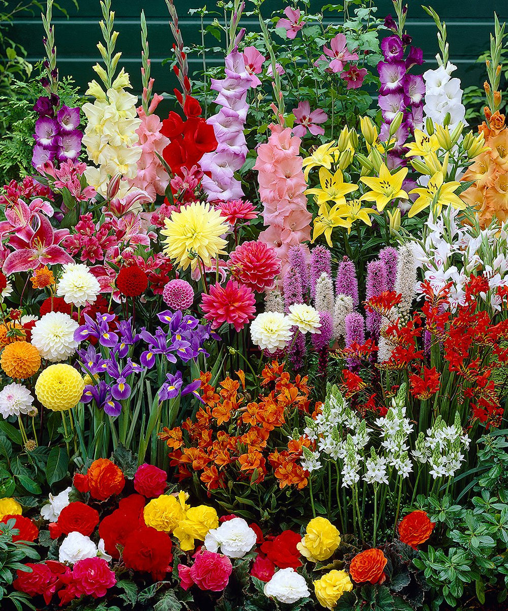 Buy Spring Flower Bulbs display racks online, Spring blooming bulbs ...