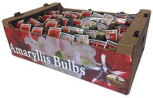 Bulk Hybrid Amaryllis Bulbs - Unit #27007