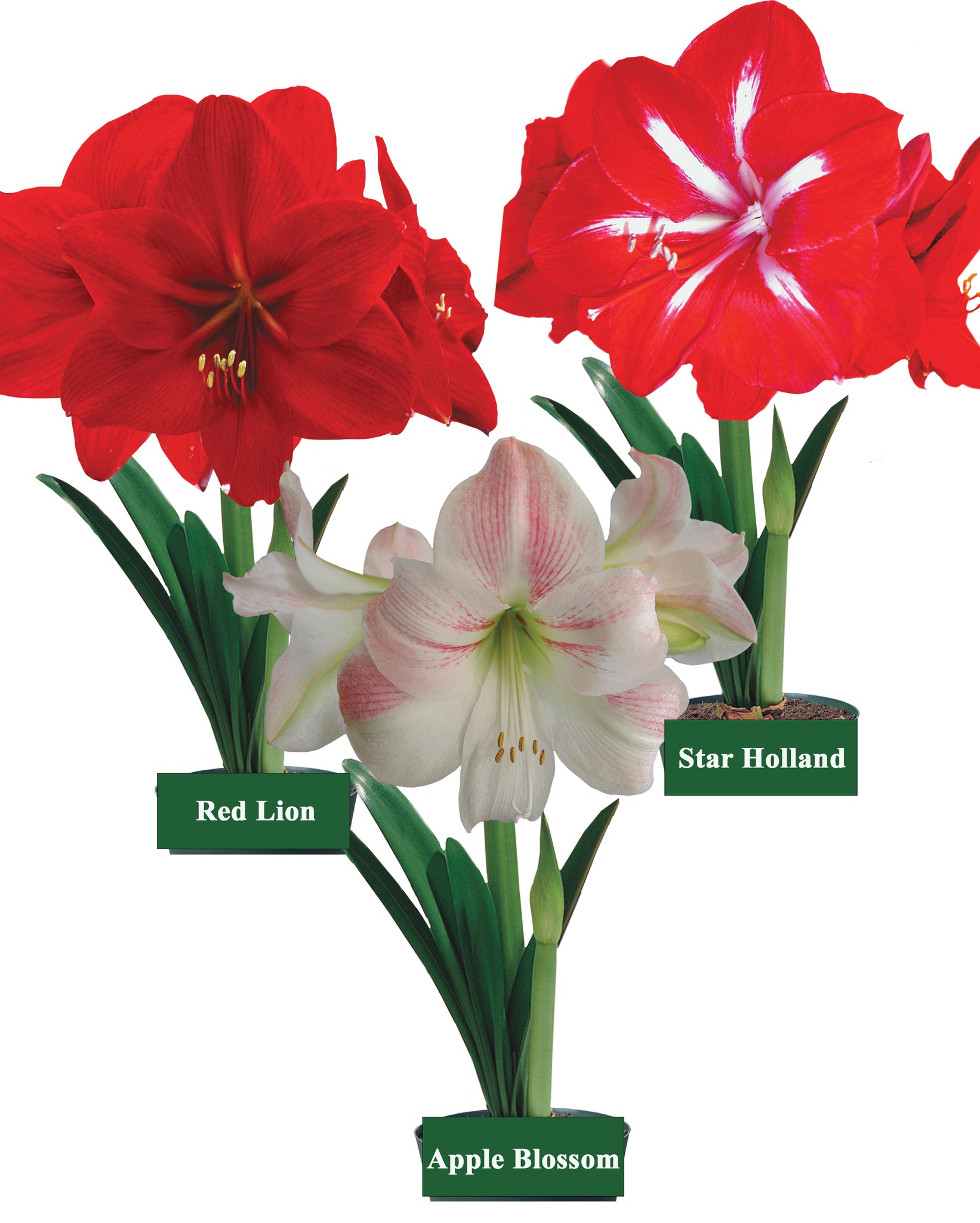 Bulk Hybrid Amaryllis Bulbs Unit 27007 Holland Beauty Flower