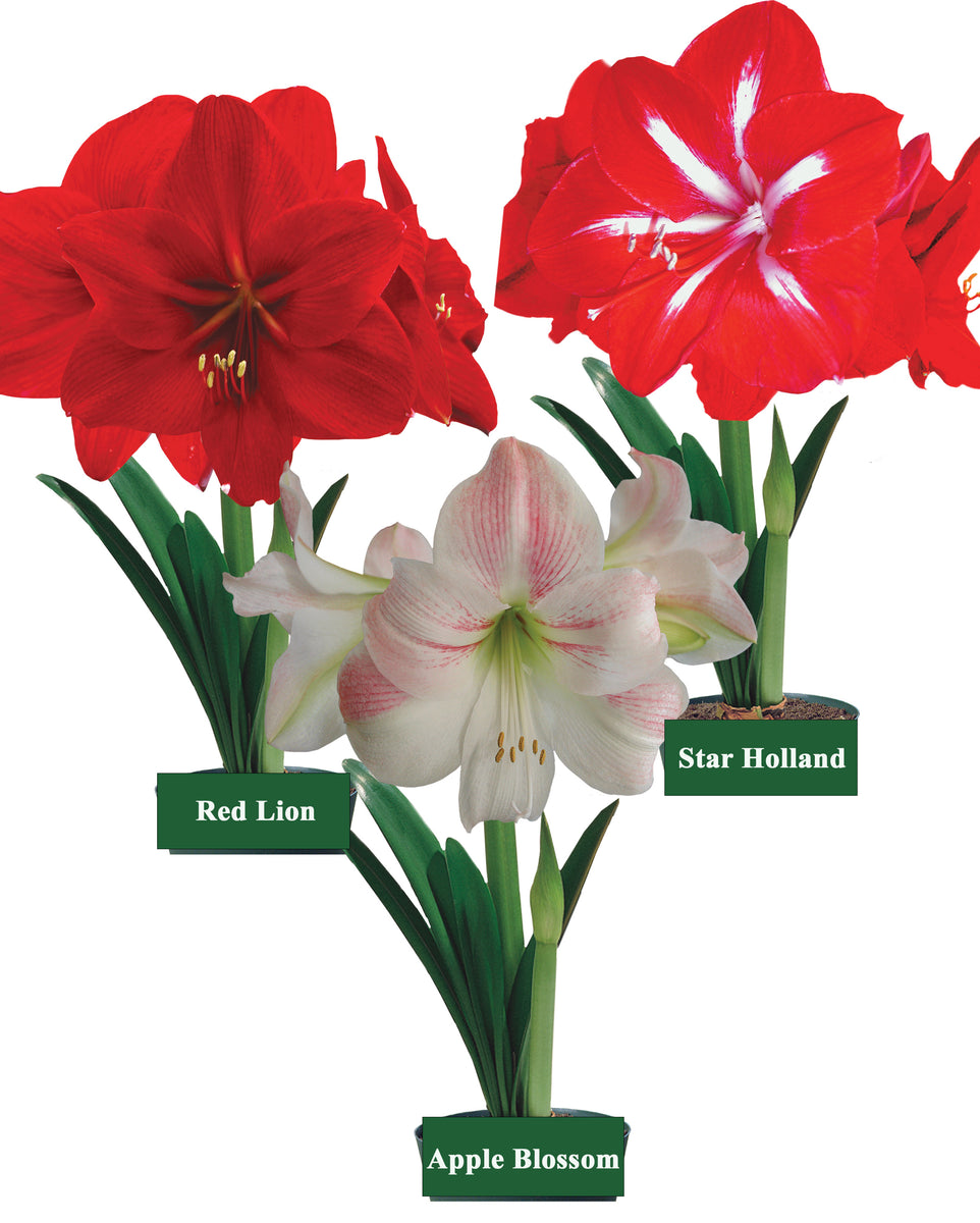 Bulk Hybrid Amaryllis Bulbs Unit 27007 Holland Beauty Flower