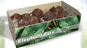 Friend of the Earth Bulk Elephant Ears Unit #15571