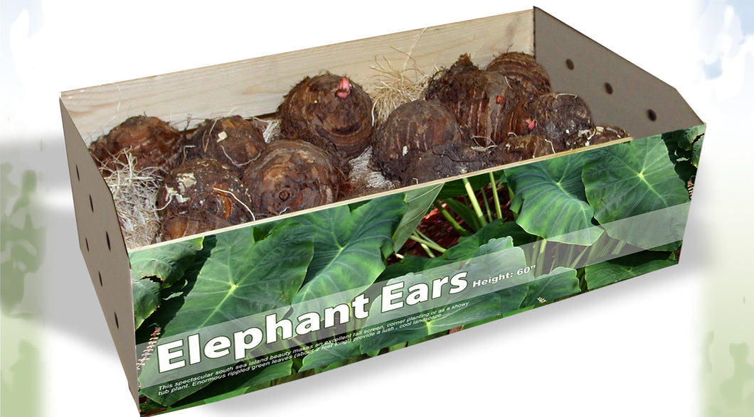bulk elephant ear plants Friend of the Earth Bulk Elephant Ears Unit #15571 – Holland Beauty LLC
