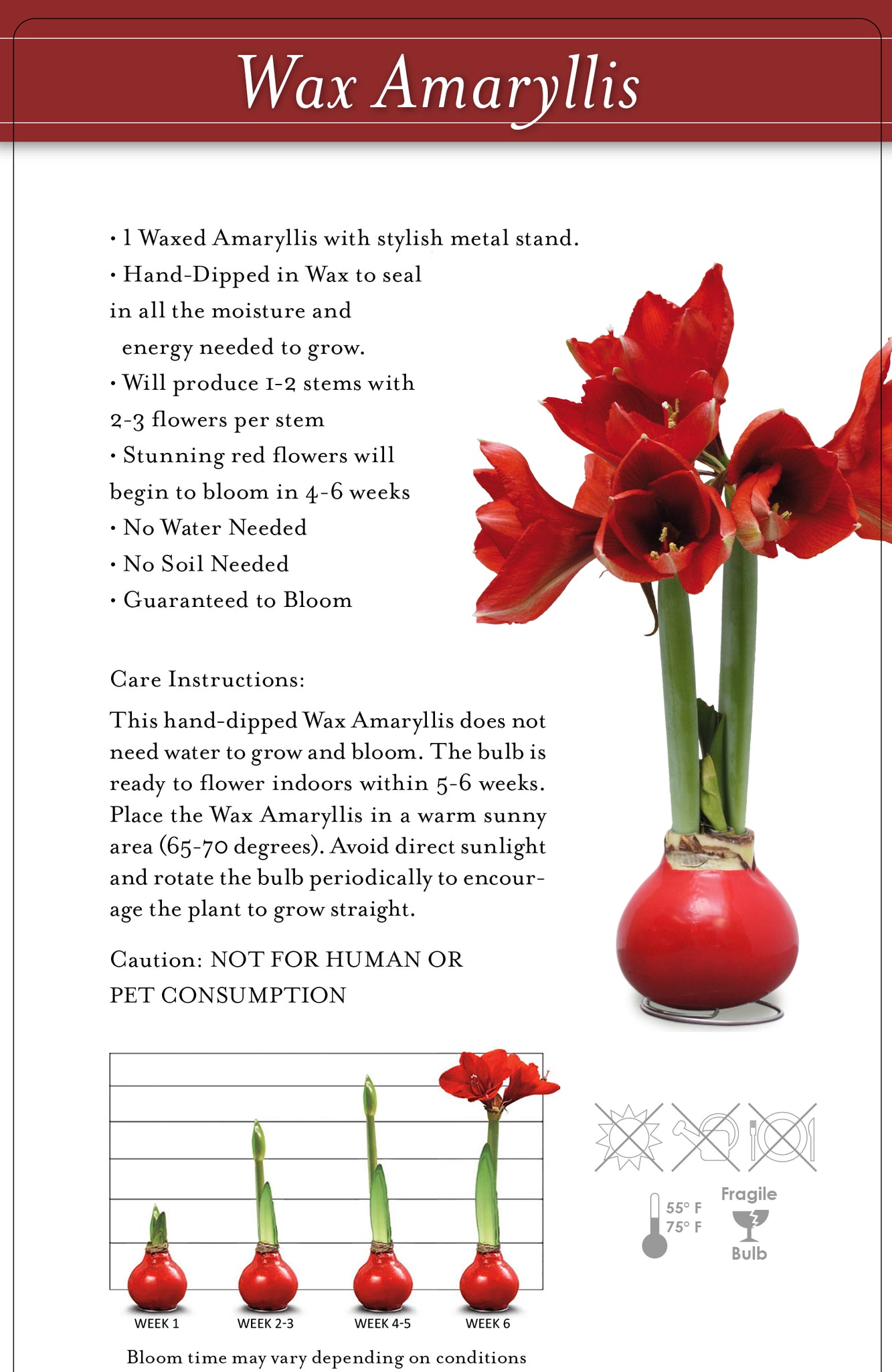 How to Care for Amaryllis Wax Bulbs: Expert Tips for Blooming Success