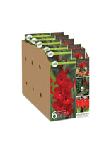 Basic Flower Bulb Collection - Open top box packages Unit #14002