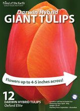 Friend of the Earth Giant Darwin Hybrid Tulips - Unit #14220