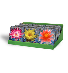 Holland Beauty Water Lilies Unit #14601