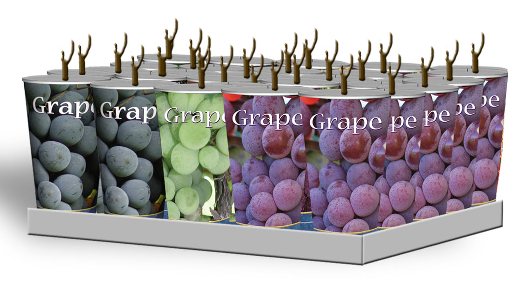 Assorted Grapes in Plastic Containers Unit #15029
