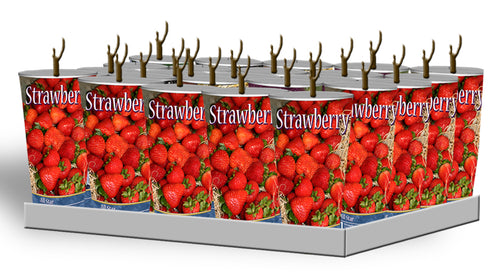 Assorted Strawberries in Plastic Containers Unit #15053