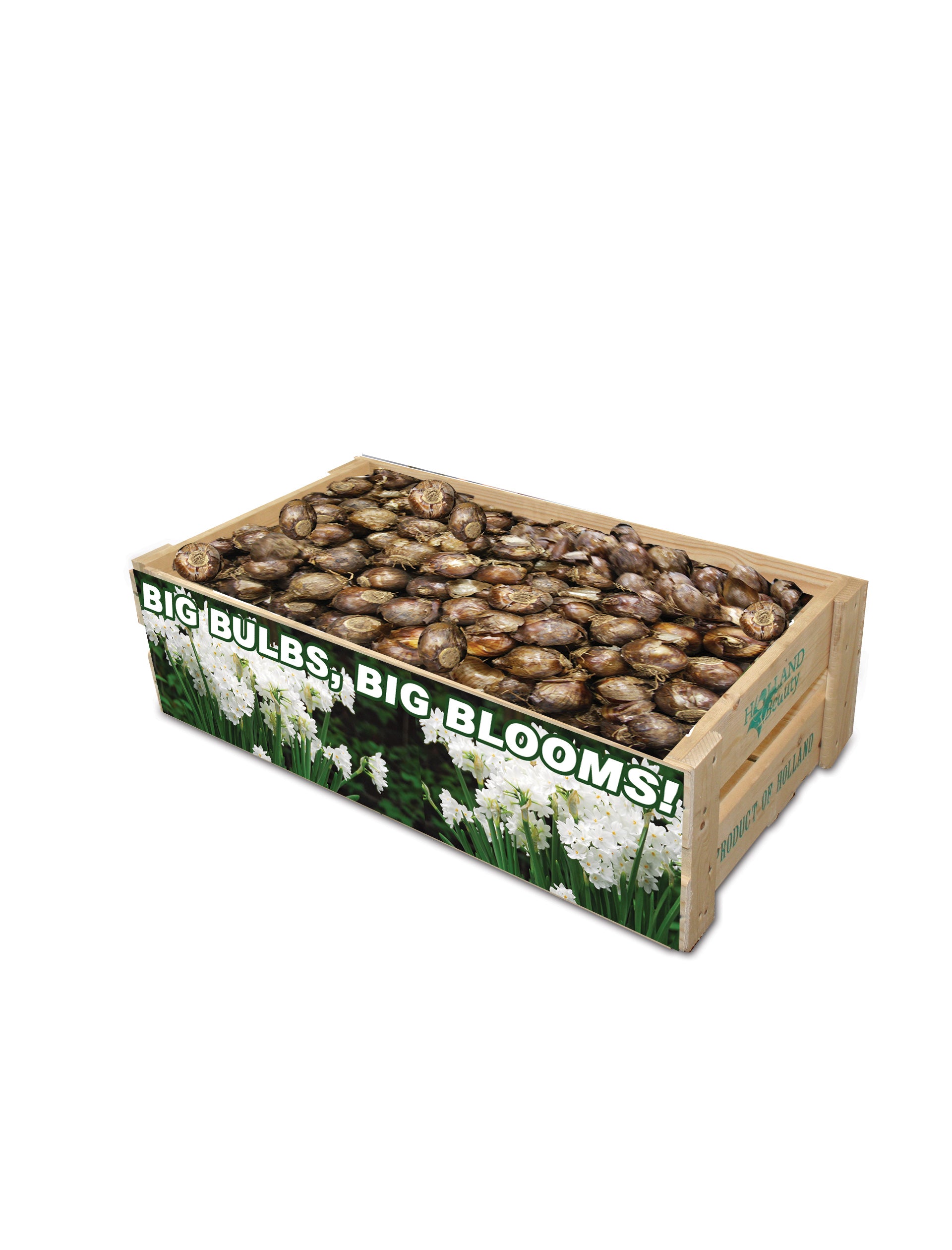 Bulk Paperwhite Narcisssus Bulbs Unit 25880 Holland Beauty Flower