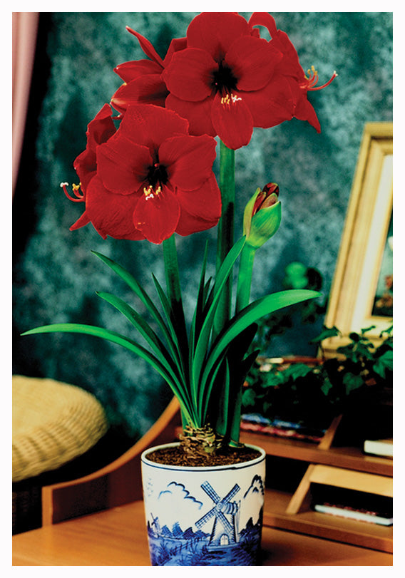 Indoor Delft Blue Ceramic Bowl Kits/Amaryllis Unit 26232 Holland