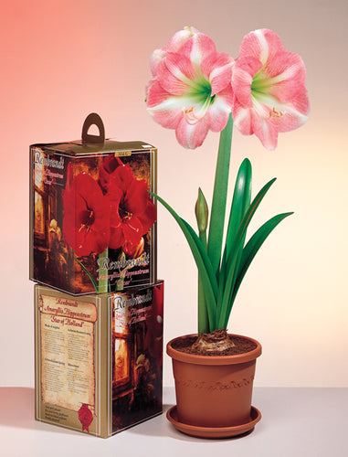 Friend of the Earth Amaryllis Indoor Growing Kits - Unit #26235
