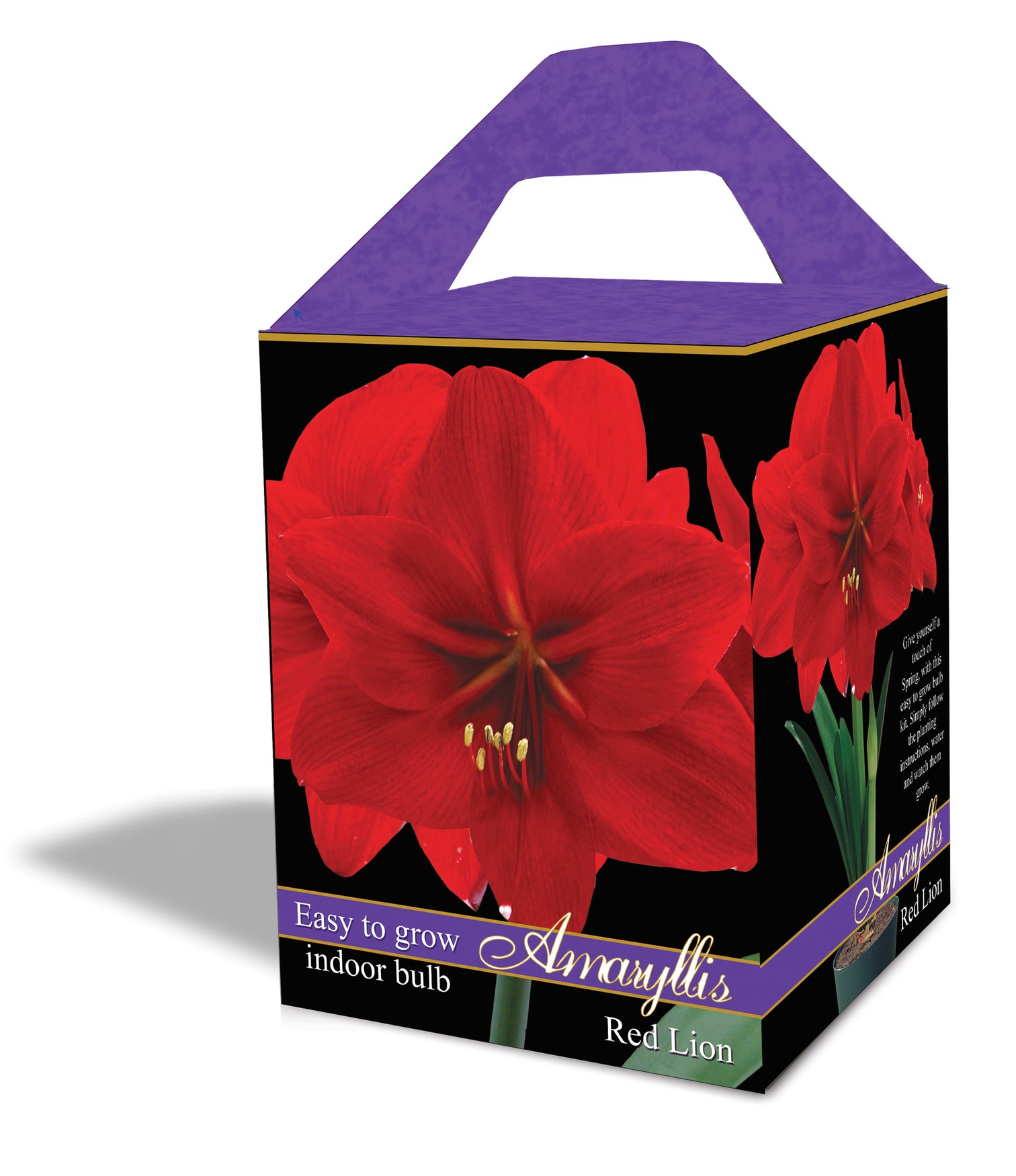 Holiday Amaryllis Program Holland Beauty Flower & Bulb Corporation