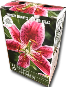 Bulb Fields of Holland Spring Flower Bulb Display in Color Retail Impulse Boxes Unit #15111