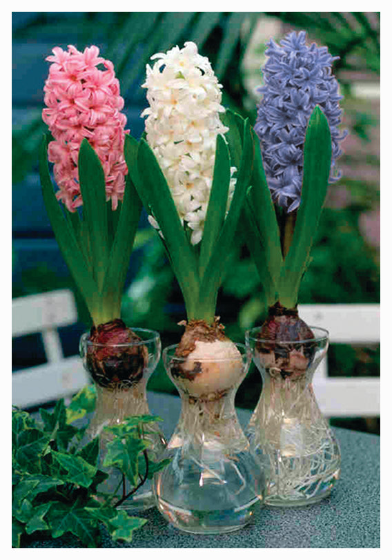 hyacinth plants indoors Indoor Hyacinth Glass Vase Kits