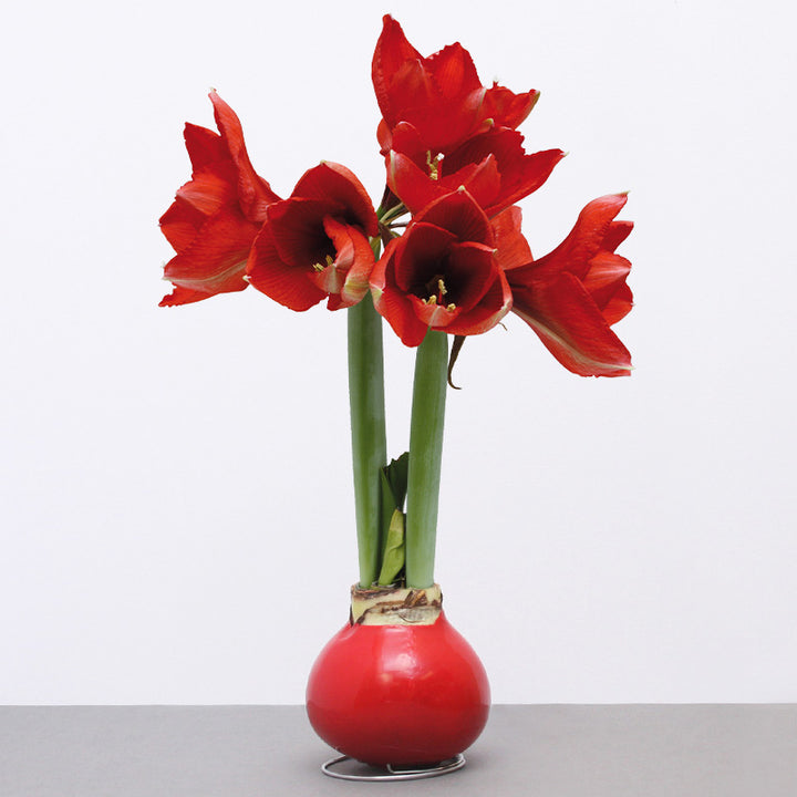 Holiday Amaryllis Program Holland Beauty Flower & Bulb Corporation
