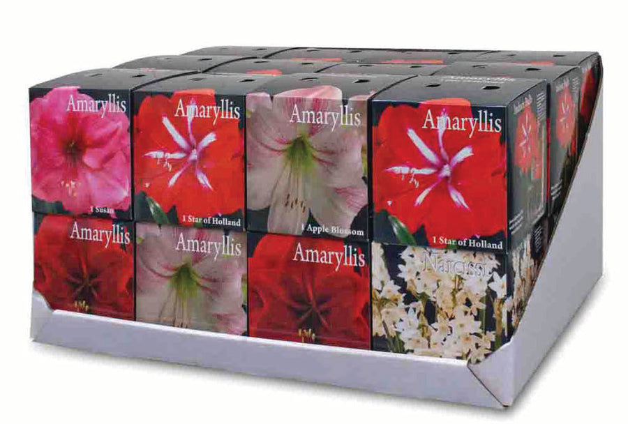 Holiday Amaryllis Program Holland Beauty Flower & Bulb Corporation